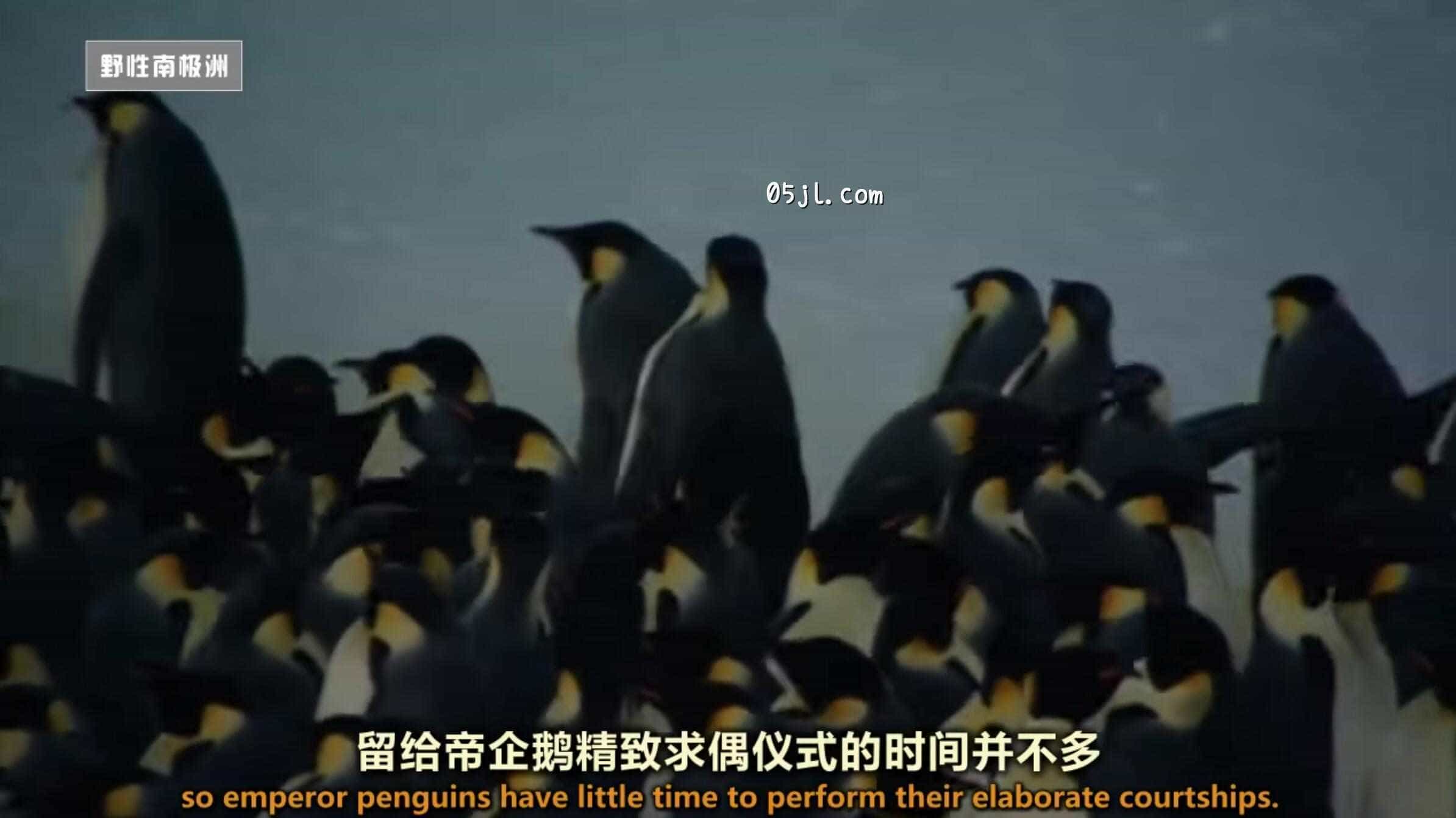 【英语中英字幕】国家地理：野性南极洲之 迎接冬季的帝企鹅 Wild Antarctica – Emperor Penguins Facing Winter 全1集 超清720P下载图片 No.1